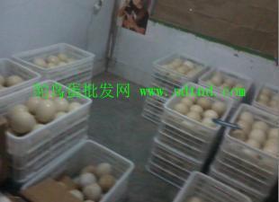 秦皇岛与张家口鸵鸟养殖场 农副产品新亮点
